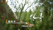 青草青青国产视频,国产视频中的青春记忆与成长轨迹
